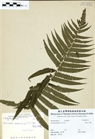 藏品(密毛小毛蕨)的圖片